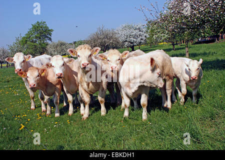 Charolais Rind, Hausrind (Bos Primigenius F. Taurus), Herde auf einer Wiese mit blühenden Obstbäumen Stockfoto