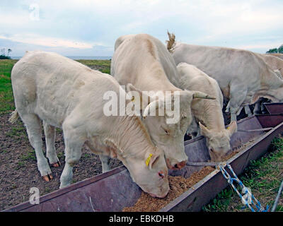 Charolais Rind, Hausrind (Bos Primigenius F. Taurus), Rinder nebeneinander am Futtertrog Stockfoto