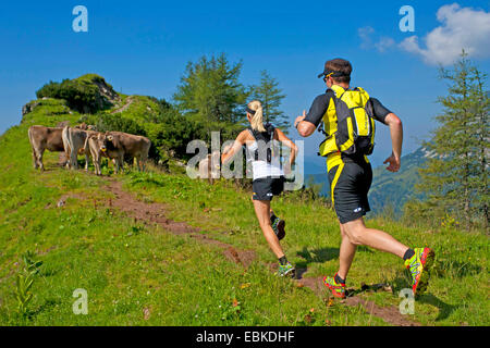 Hausrind (Bos Primigenius F. Taurus), junges Paar Trailrunning auf das Dachsteingebirge auf einem Bergpfad, der durch eine Rinderherde, Österreich, Steiermark, Dachstein blockiert wird Stockfoto