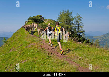 Hausrind (Bos Primigenius F. Taurus), junges Paar Trailrunning auf das Dachsteingebirge auf einem Bergpfad, der durch eine Rinderherde, Österreich, Steiermark, Dachstein blockiert wird Stockfoto