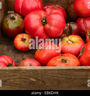 Urtomaten in Kiste Stockfoto