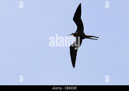 herrliche Fregattvogel (Fregata magnificens), Männlich, fliegen, Honduras, La Mosquitia, Las Marias Stockfoto