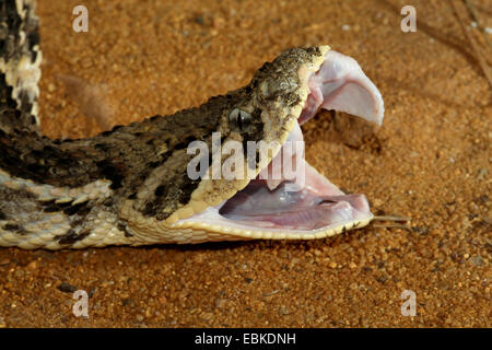 Blätterteig-Addierer (Bitis Arietans, Bitis Lachesis), seitliche Porträt auf Sand mit offenem Mund Stockfoto