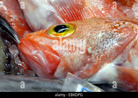 Blackbelly Rosemouth, Bluemouth, Bluemouth auf der Fisch Markt, Kanaren, Teneriffa, Blackbelly Rosefish (Helicolenus Dactylopterus) Stockfoto