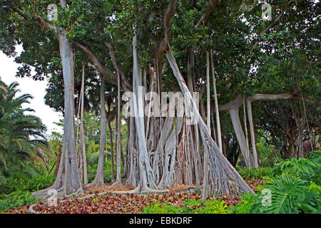 Lord Howe Banyan (Ficus Macrophylla SSP. Columnaris, Ficus Columnaris, F. Macrophylla F. Columnaris), Baum mit Luftwurzeln, Kanarische Inseln, Teneriffa, Puerto De La Cruz Stockfoto