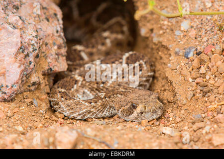 Western Diamondback Klapperschlange (Crotalus Atrox), lauern auf Beute in einem Bau, USA, Arizona, Sonora, Phoenix Stockfoto