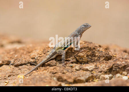 größere earless Lizard (Cophosaurus Texanus), sitzen auf trockenem Boden Boden, USA, Arizona, Sonora Wueste, Phoenix Stockfoto