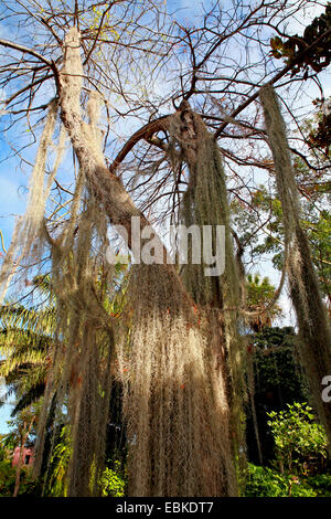 alten Mannes Bart, spanischem Moos (Tillandsia Usneoides), hängen von den Ästen eines Baumes, Kanarische Inseln, Teneriffa Stockfoto