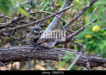 Black-throated Spatz (Amphispiza Bilineata), junge Vögel sitzen auf einem Ast, USA, Phoenix, Arizona, Sonora Stockfoto