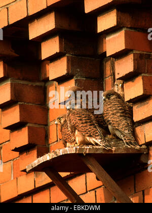 Turmfalken (Falco Tinnunculus), Eltern und Küken auf dem Nest, Deutschland Stockfoto