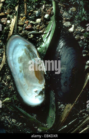 Süßwasser Flussperlmuschel (schottische Flussperlmuschel), östliche Pearlshell (Margaritifera Margaritifera), Muschel mit Perle am oberen Rand liegen in der Schlick Stockfoto