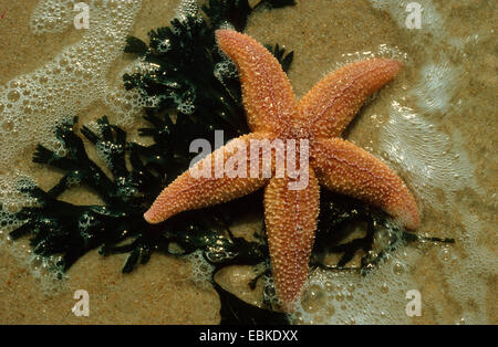 gemeinsamen Seestern, gemeinsame europäische Seastar (Asterias Rubens), am Strand, Deutschland Stockfoto