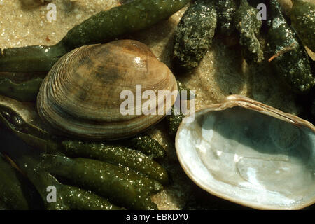 Carpetclam Hühnchen, Hühnchen Venus (Hühnchen Teppich Shell) (Venerupis Pullastra, Venerupis Inselbogens, Venerupis Perforans, Venerupis Senegalensis Tapes Pullastra), Muscheln unter nassen Sand und Algen Stockfoto