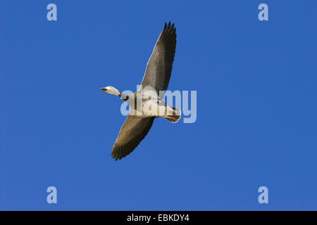 Schneegans (Anser Caerulescens Atlanticus, Chen Caerulescens Atlanticus), graue Phase am Himmel, USA, New Mexiko, Bosque del Apache Wildlife Refuge Stockfoto