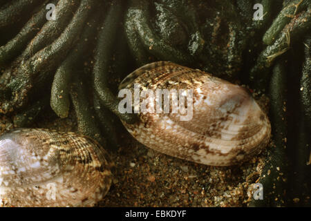 Teppich-Shell (Venerupis Geographica), auf nassen Sand unter den Algen Stockfoto