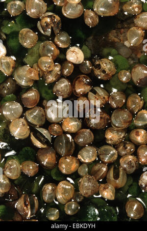 Stumpf Erbse Muschel (Pisidium Obtusale), viel Süßwasser Muscheln auf sand Stockfoto