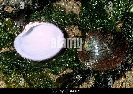 Islandmuschel, Island Cyprina, Ozean Quahog (Arctica Islandica), Muscheln, die auf nassen Sand unter den Algen Stockfoto