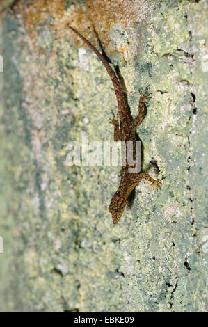 tropischen Geckoarten (Cnemaspis spec.), sitzt auf dem Kopf stehend auf lichened Felsen, Sri Lanka, Sinharaja Forest National Park Stockfoto