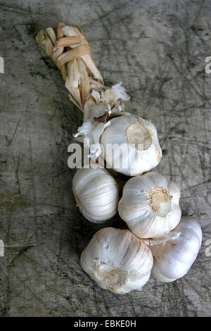 gemeinsamen Knoblauch (Allium Sativum), Zopf von Knoblauch Stockfoto