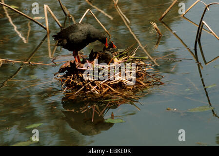 Altrosa Teichhuhn (Gallinula Tenebrosa), zwei Erwachsene am nest Stockfoto