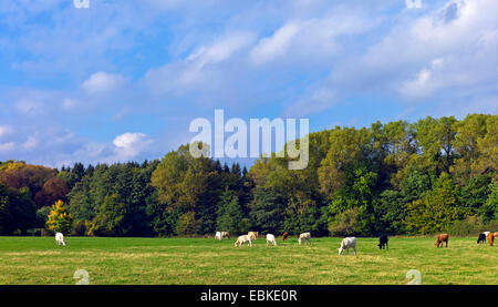 Hausrind (Bos Primigenius F. Taurus), Rinder grasen auf einer Weide vor einen herbstlichen Wald, Deutschland, Niedersachsen Stockfoto