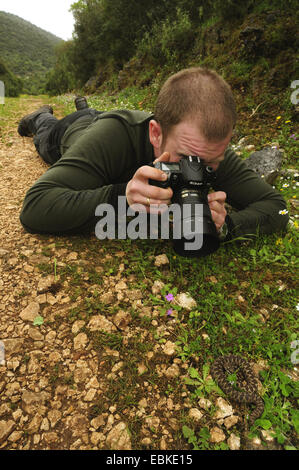 Nase-gehörnte Viper, gehörnte Viper, Langnasen-Viper (Vipera Ammodytes), junger Mann, liegend auf dem Bauch, malte eine Schlange gut getarnt unter Steinen und Rasen, Griechenland, Epirus Stockfoto