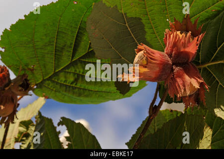 Riese Hasel (Corylus Maxima 'Purpurea', Corylus Maxima Purpurea), Zweig mit Früchten Stockfoto