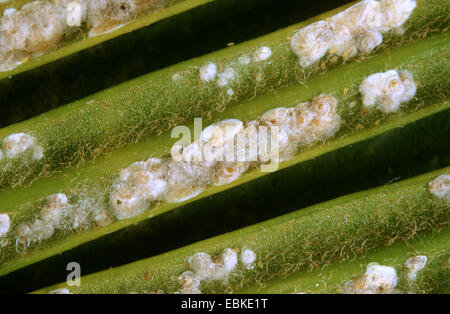 Sagopalme (Cycas Revoluta), Diaspis Boisduvalii auf Blättern von Cycas Stockfoto