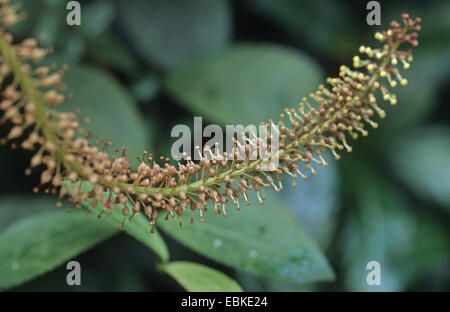Kannenpflanze (Nepenthes Ventricosa), Blütenstand Stockfoto