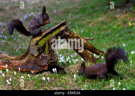 Europäische Eichhörnchen, eurasische Eichhörnchen (Sciurus Vulgaris), zwei Personen auf einer Wiese mit Crocusses und Baum Wurzel, Schweiz, Bündner Stockfoto