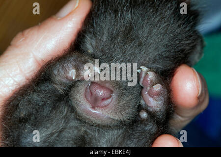 Waschbär Hund (Nyctereutes Procyonoides), verwaiste Welpen schlafen in einer Hand, Deutschland Stockfoto