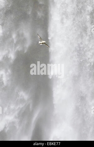 nördlichen Fulmar (Fulmarus Cyclopoida), auf der Flucht vor der Skogafoss Wasserfall, Island Stockfoto