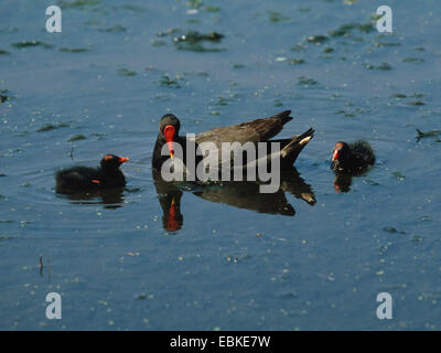 Altrosa Teichhuhn (Gallinula Tenebrosa), Erwachsene mit zwei Küken Stockfoto