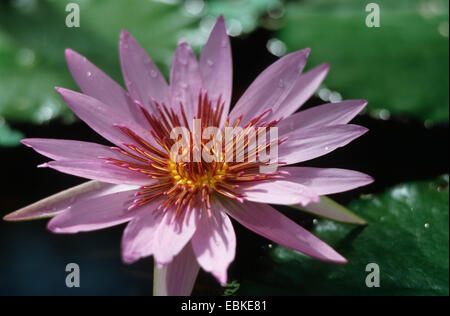 Ägyptische Lotus, blauen Lotus des Nils, blaue Seerose (Nymphaea Caerulea), Blüte Stockfoto