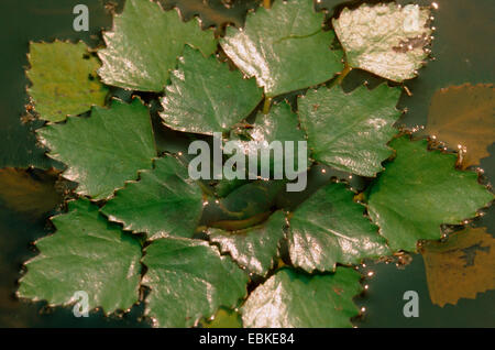 Wassernuss (Trapa Natans), schwimmende Person, Deutschland Stockfoto