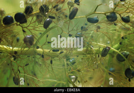 gemeinsamen stehenden, höher stehenden (Utricularia Vulgaris Agg.), Blase fallen Stockfoto