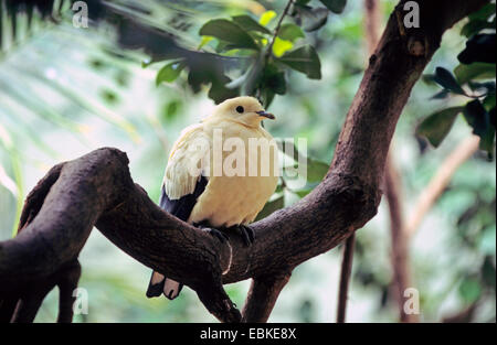 Australische pied imperial Taube (Ducula Spilorrhoa), auf einem Ast Stockfoto