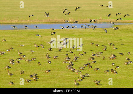 weiß – Anser Gans (Anser Albifrons), White – Blässgänse Gänse auf einer Wiese, Deutschland Stockfoto