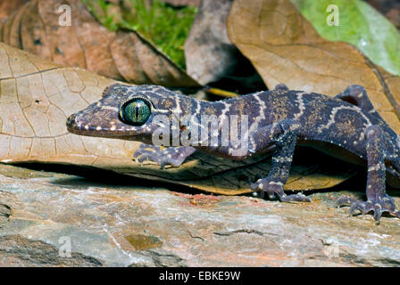 Peters Bogen-fingriger Gecko, gebändert Wald Gecko (Cyrtodactylus Consobrinus), portrait Stockfoto
