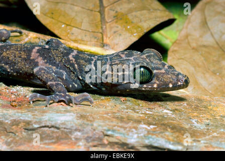 Peters Bogen-fingriger Gecko, gebändert Wald Gecko (Cyrtodactylus Consobrinus), portrait Stockfoto