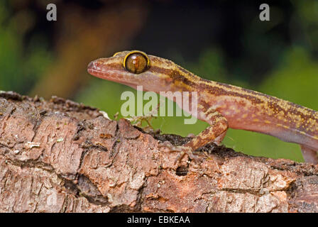 Vier-gestreiften Wald Gecko, marmorierte Wald Gecko (Cyrtodactylus Quadrivirgatus), portrait Stockfoto