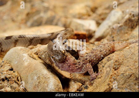 Katze-Snake, europäische Katze Schlange (Telescopus Goldhahnenfuß), Fütterung auf ein Gecko, Griechenland, Peloponnes Stockfoto