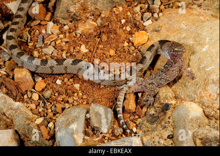 Katze, Schlange, europäische Katze Schlange (Telescopus Goldhahnenfuß), Europaeische Katzennatter, Griechenland, Peloponnes Stockfoto