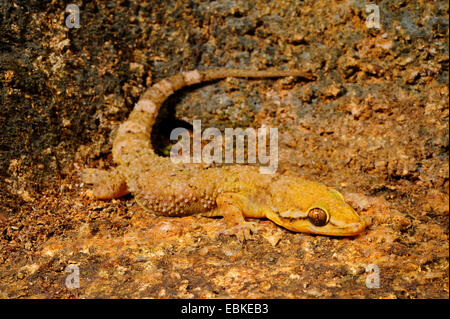 Sri Lanka Blatt-toed Gecko, Sri Lanka Blatt-toed Gecko (Hemidactylus Depressus), endemisch, Sri Lanka, Sinharaja Forest National Park Stockfoto