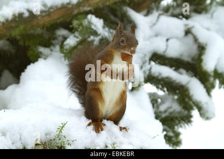 Europäische Eichhörnchen, eurasische rote Eichhörnchen (Sciurus Vulgaris), stehend auf einem schneebedeckten Zweig mit einer Haselnuss in den Mund, Deutschland Stockfoto