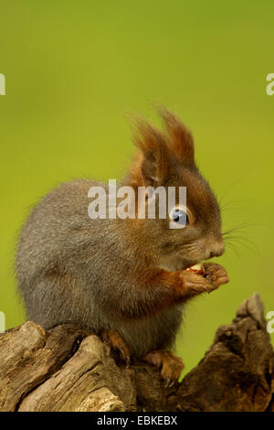 Europäische Eichhörnchen, eurasische rote Eichhörnchen (Sciurus Vulgaris), sitzen auf Totholz knabbern an einer Haselnuss, Deutschland Stockfoto