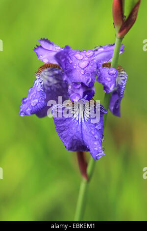 Sibirische Schwertlilie (Iris Sibirica), Blume mit Regentropfen Stockfoto