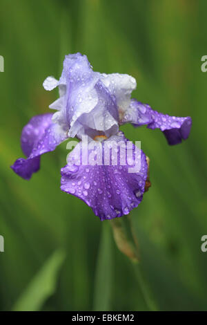 Garten, Iris, Deutsche Schwertlilie, Bart-Iris, Fleur (Iris Germanica), Blume mit Regentropfen Stockfoto