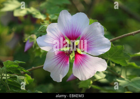 Monrovia Baum Malve (Lavatera Maritima), Blume Stockfoto