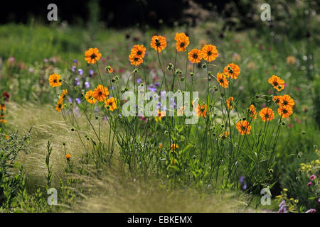 Tickweed, Lance-leaved Coreopsis Lanceleaf Tickseed (Coreopsis Lanceolata), blühen im Gegenlicht Stockfoto